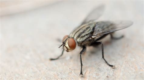 Fly found in man's intestines during Missouri colonoscopy