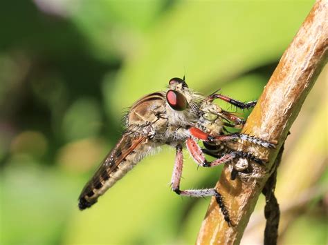 Fly predator. Common Name: Robber Flies. General Category: Predator. Taxonomic Classification: Diptera: Asilidae. Scientific Name: Many species. Description. Because of their large size … 