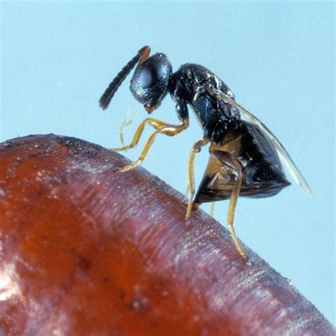 Fly predators. Fly Eliminators are parasitic wasps that target manure-breeding flies and prevent them from hatching. Learn how to use them for fly control in different climates … 