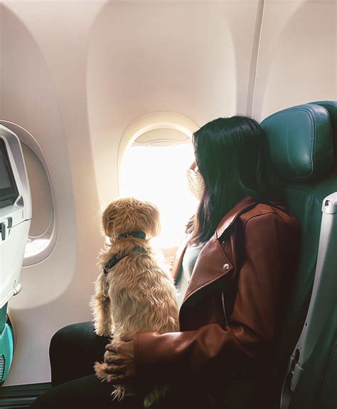 Fly with dog. Flying with a service animal. Fully-trained service dogs may fly in the cabin at no charge if they meet the requirements. A service animal is defined as a dog that’s individually trained to do work or perform tasks for the benefit of a qualified individual with a disability, including a physical, sensory, psychiatric, intellectual, or other mental disability, including but not limited to: 