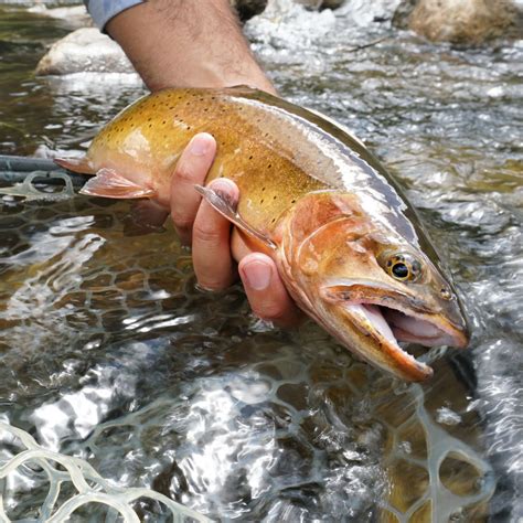 Flyfishfood. Fly fishing requires specialized tackle, namely fly rods and fly lines, to cast lightweight lures known as flies—which traditionally imitated insects but can now imitate … 