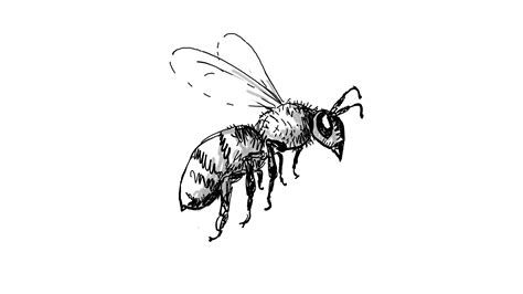 Flying Bee Drawing