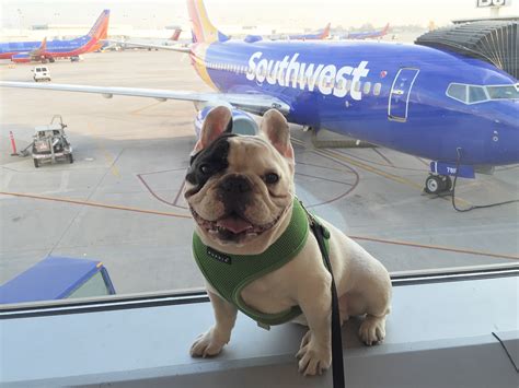 Flying On Plane With My French Bulldog - What The Frenchie