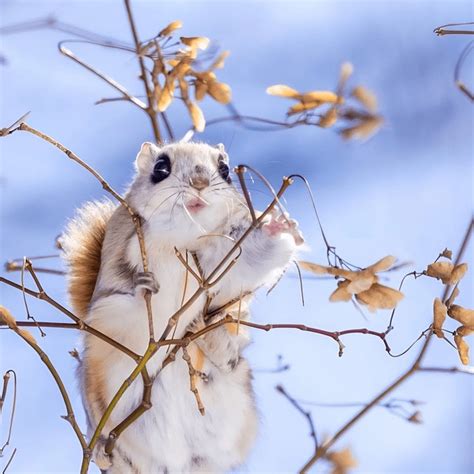 Flying Squirrel Stock Photos And Images - 123RF