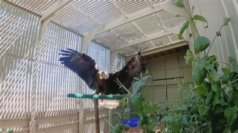Flying Tails: Bald Eagle Rescue