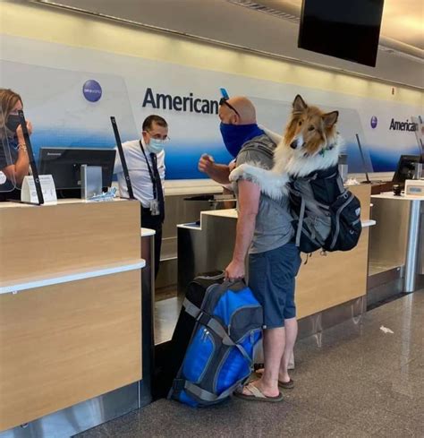 Flying With Your Pet On American Airlines: What You Need To …