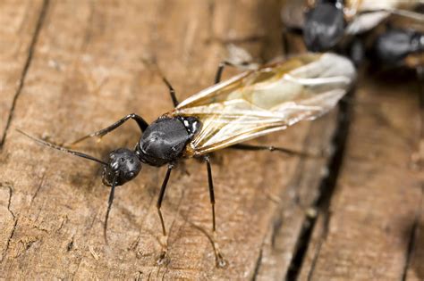 Spray it in areas where flying ants are seen. The strong scent of vinegar disrupts their pheromone trails and deters them from entering your home. A squirt of dish soap may also help. Essential Oils: Peppermint, lemon, and tea tree essential oils have strong scents that flying ants dislike.. 
