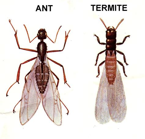 Flying ants or termites. Flying termites differ in appearance from other flying insects, including flying ants with wings, who differ in shape and colour, as flying ants have narrow, or pinched, waists and bent antennae. Swarming carpenter ants, in particular, are most often mistaken for termites. They appear in a range of colours depending on the species. 