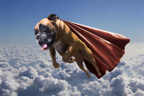 Flying dogs. Flying private has long been associated with luxury and exclusivity. While it may seem out of reach for many, the reality is that private jet travel has become more accessible in r... 