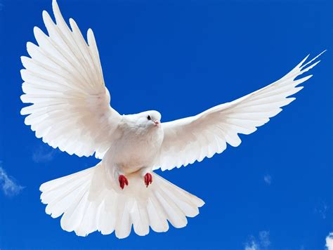 White doves in flight against blue sky. of 18. Australia. Browse Getty Images’ premium collection of high-quality, authentic White Doves Flying stock photos, royalty-free images, and pictures. White Doves Flying stock photos are available in a variety of sizes and formats to fit your needs.