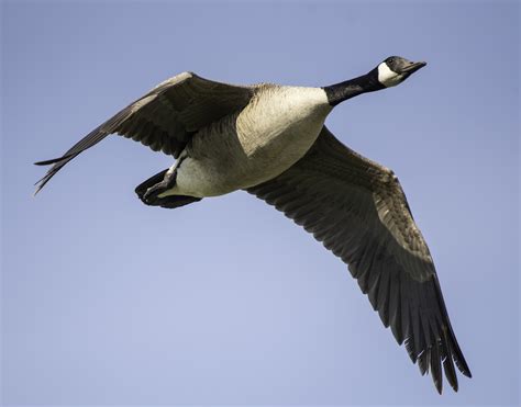 Flying goose. 568K views 14 years ago. Canada geese take to the skies along their annual migration paths. Subscribe: http://bit.ly/NatGeoSubscribe About National Geographic: National … 