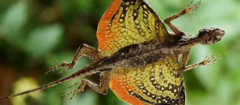 Flying lizard. Things To Know About Flying lizard. 