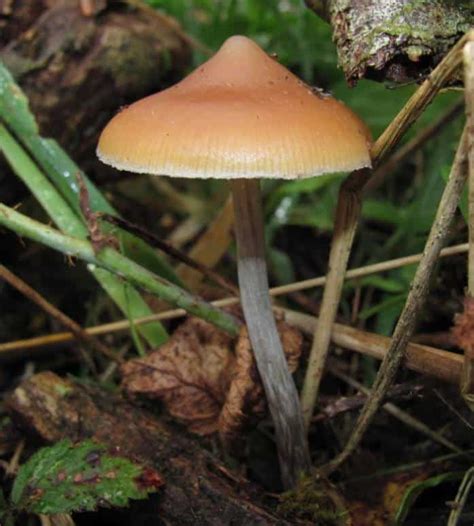 Psilocybe cyanescens caps are, on average, between 1–2.5