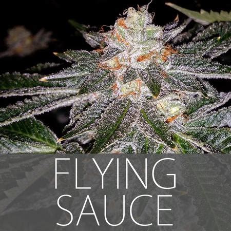 Flying saucer strain. Things To Know About Flying saucer strain. 