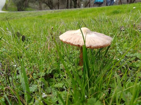 The Flying Saucer mushroom is exceptionally potent, up to three times as powerful as other shrooms, containing up to 1.78% psilocybin and .38% psilocin. When you compare this to the average potency of other shrooms (about 0.73% psilocybin), you can understand why this strain is called the Flying Saucer. These shrooms keep potency for extended .... 