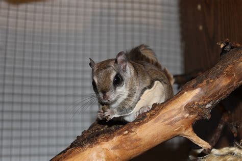 Flying squirrel pet. A chipmunk-sized rodent with large dark eyes, a slightly upturned nose and large ears, all of which make it look a little like a mouse. Its soft, silky fur is mostly gray on top and white on the bottom. The males and females look alike. Between its front and back legs is a loose flap of skin that the squirrel stretches out like a kite when it is ready to "fly." 