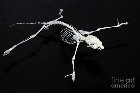 Flying squirrel skeleton. It is a squirrel. I had 3 pet flying squirrels when I was young. Is flying squirrel a reptile? ... The squirrel is a mammal and wears its skeleton on the inside. Is a squirrel a mammle? Mammal. Yes. 