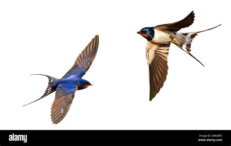 Flying swallows hi-res stock photography and images