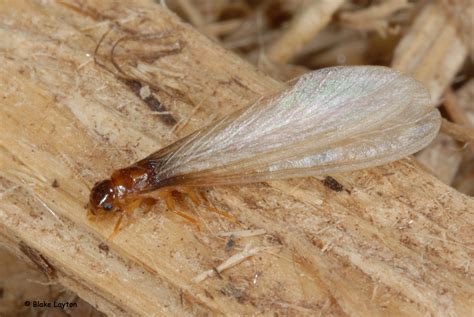 Flying termites. Antennae – Ant antennae are bent, and termite antennae are straight. Waist – Ants have a pinched waist, while termites have a fatter, straight waist. Wings – Flying ants have two pairs of wings that are different sizes. Termites, on the other hand, have two pairs of wings that are the same size. Diet – Ants eat carbohydrates and ... 