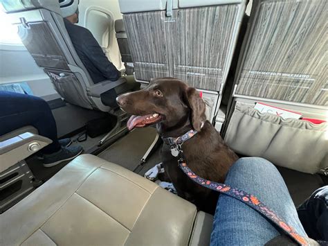Flying with a large dog. Aug 8, 2022 · Owning jet-setting pets isn't cheap. First, you’ll have to make a reservation for your dog. American Airlines, Delta Air Lines, Southwest and United Airlines charge $125 each way for an in-cabin ... 