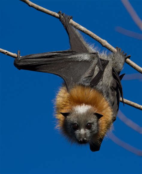 Flying-Fox Bat Habitat & Facts What Are Flying-Fox Bats & Where Do