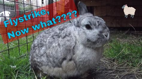 Flystrike in rabbits, Treatment and Prevention! - YouTube