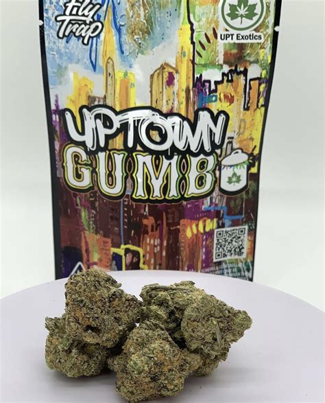 Flytrap gumbo strain. Some top gumbo weed strains include; Villain Gumbo Uptown Gumbo New Jack Gumbo Superfly Gumbo Dior Gumbo Gumbo's effects tend to sedate or increase appetite according to reviewers, and some consumers have used it to help with insomnia or eating disorders along with pain management and muscle spasms. 