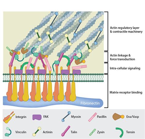 Focal adhesion assembly - ScienceDirect