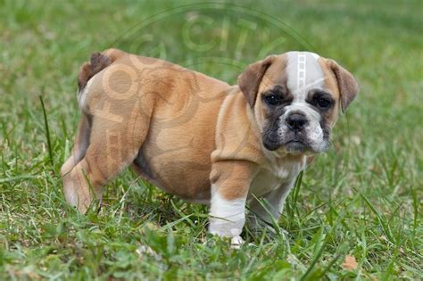Fog City Bulldogs Available Puppies