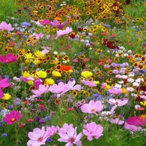 Foguinha Flori Onlyfans Leak PORN 💦