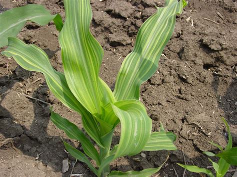 Foliar Symptoms of Corn Nutrient Deficiencies / Nutrient …