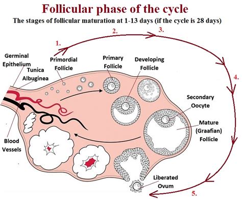 Folicle Cycle 14Mm On D14 - Can I Conceive If My Follicle …