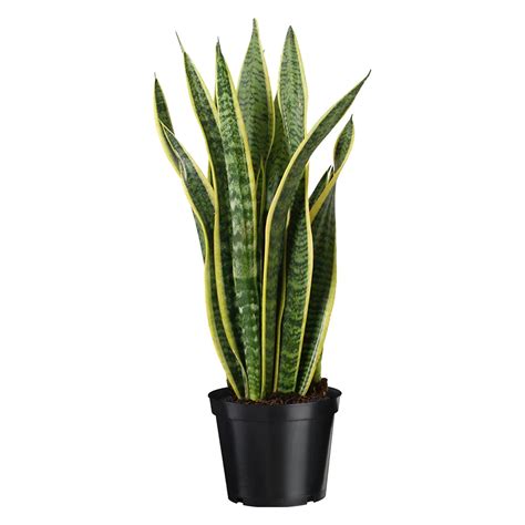 Foliera 8.25-inch Sansevieria Laurentii Snake Plant