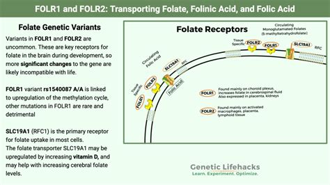 Folinic acid overmethylation.  Store, organize & search your memories. 26% 04:44:43 PM EDT 3/1...