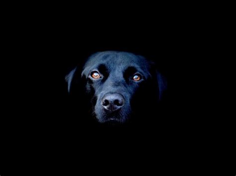 Folklore Profile: The Black Dog of the Hanging Hills