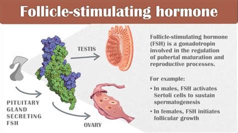 Follicle Stimulating Hormone, or FSH Terms in Surrogacy