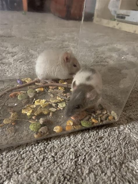 Follow-Up to Post About Pet Rats Found Outside : r/RATS - Reddit