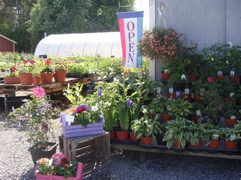 Folsom Florist and Greenhouse - Newfane, NY 14108 - Yellow …