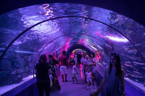Folsom aquarium. 922 reviews of SeaQuest - Folsom "My son and I were fortunate to visit for a soft opening before the members only weekend (Nov. 2018). It's a GREAT place to spend a few hours in Folsom. 
