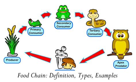 Food Chain Definition Examples Expii