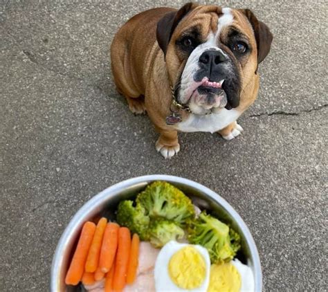 Food For Bulldog Puppies