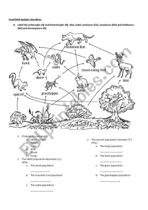 Food Web Worksheet Answer Key
