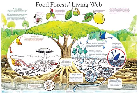 Food forest nursery. Things To Know About Food forest nursery. 