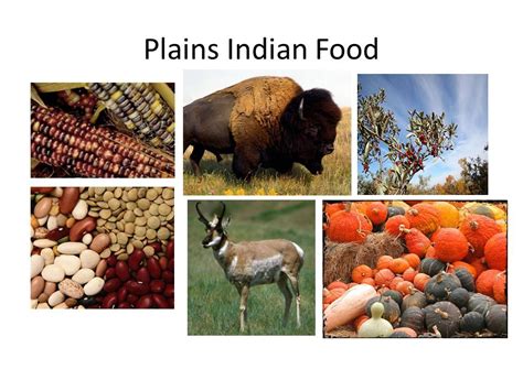 The Plains Indians ate a variety of food including deer and elk, 