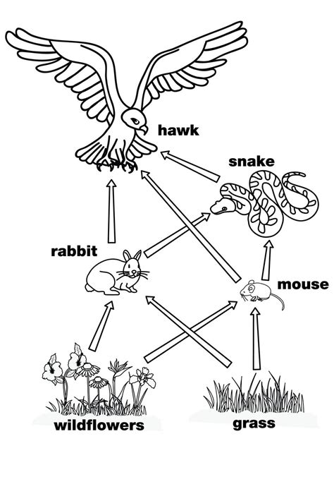 Food web drawing. Things To Know About Food web drawing. 