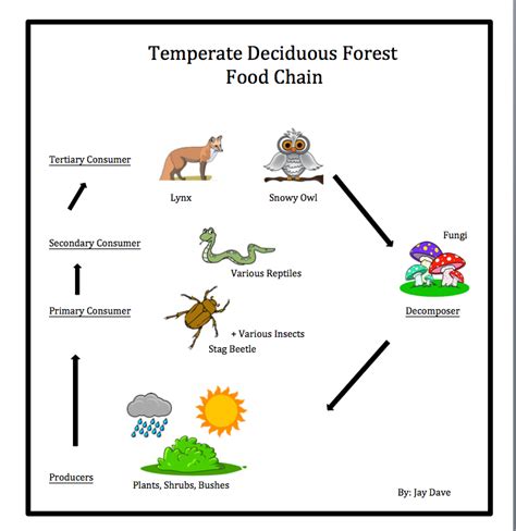 Food web of the temperate deciduous forest. - Antarctic wildlife a visitor s guide wildguides.