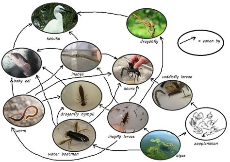 Food web of wetlands. Things To Know About Food web of wetlands. 