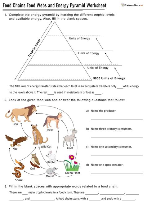 Food web worksheet doc.  2.  Using the food chain from question 2, construct an energy pyramid. ...