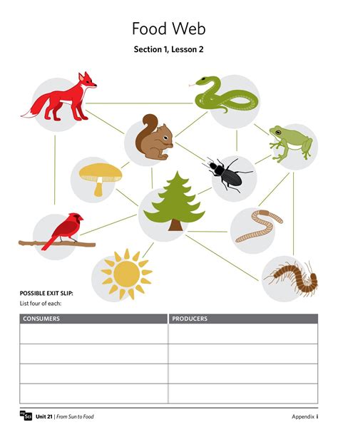 Food web worksheet doc.  Perfect for middle school science.  Name three consume...