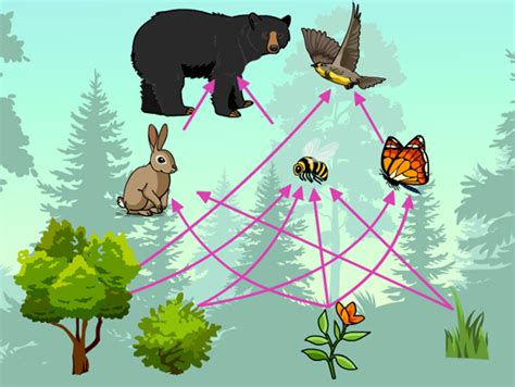 Food webs brainpop. Food is so important because it’s how organisms get the energy they need to live and grow. That’s why scientists map out food webs, models that show who eats whom in an ecosystem. For consumers, like us humans, food is other organisms. Decomposers get their food from other organisms, as well. But if you trace the individual paths—or food ... 